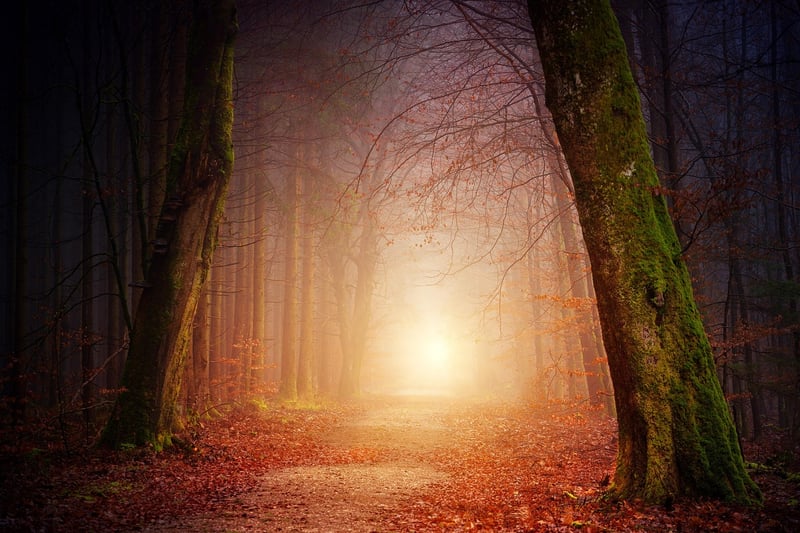 Enchanted Forest Wall Mural